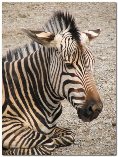 Zebra