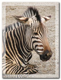 The Zoo